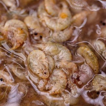 ZALEWA NASH BRINE SHRIMP KREWETKI 500ml