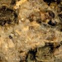ZALEWA NASH MUSSEL BLEND 500ml