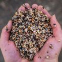 ZIARNA NASH SMALL SEED MIX 500ml MIX ZIAREN