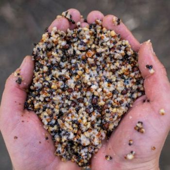 ZIARNA NASH SMALL SEED MIX 2.5l MIX ZIAREN