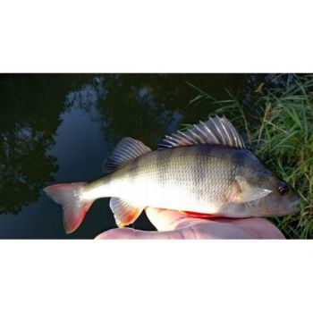 BŁYSTKA OBROTOWA MIKADO POMARAŃCZ 12g ROZ. 5 S-26