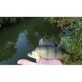 BŁYSTKA OBROTOWA MIKADO POMARAŃCZ 12g ROZ. 5 S-26