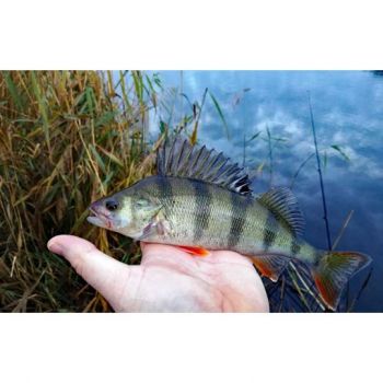 BŁYSTKA OBROTOWA MIKADO ZŁOTA 8g ROZMIAR 4