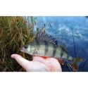 BŁYSTKA OBROTOWA MIKADO KOLOR: 29 8g ROZ. 4