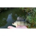 BŁYSTKA OBROTOWA MIKADO KOLOR: 29 8g ROZ. 4