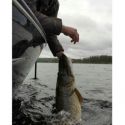 GUMA WESTIN SHADTEEZ 9cm 7g BAITFISH PRZYNĘTA