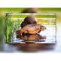WĘDKA MISTRALL AQUA CARP 3,90m 3LBS 3SEC 2019