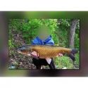 WĘDKA MISTRALL AQUA CARP 3,90m 3LBS 3SEC 2019