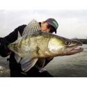 GUMA PRZYNĘTA FOX RAGE ZANDER PRO ULTRA 10cm PERC