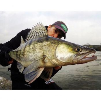 GUMA PRZYNĘTA FOX RAGE ZANDER PRO ULTRA 10cm PERC