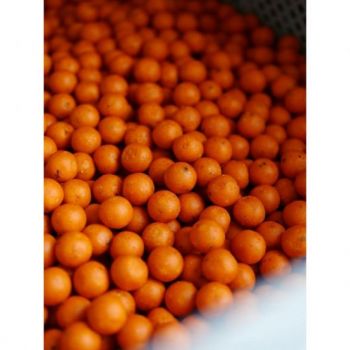 KULKI ANACONDA HALLOWEEN BOILIE 20mm 1kg ZANĘTOWE